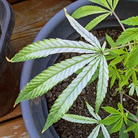 Example of freezing cannabis leaves that turned white