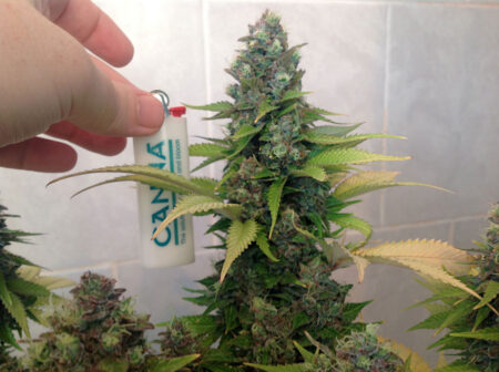 Fruit Spirit cannabis plant - main bud with lighter for scale