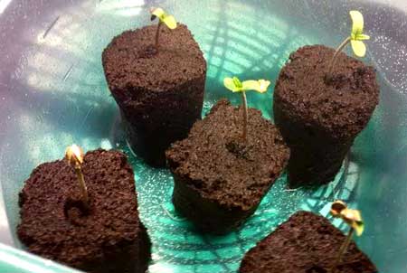 Cannabis seedlings germinated in Rapid Rooters