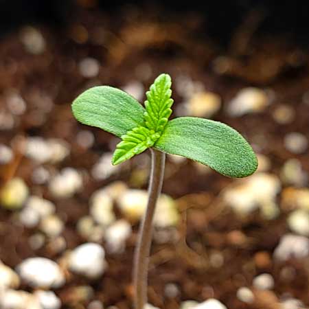 Happy marijuana seedling loving life in coco coir
