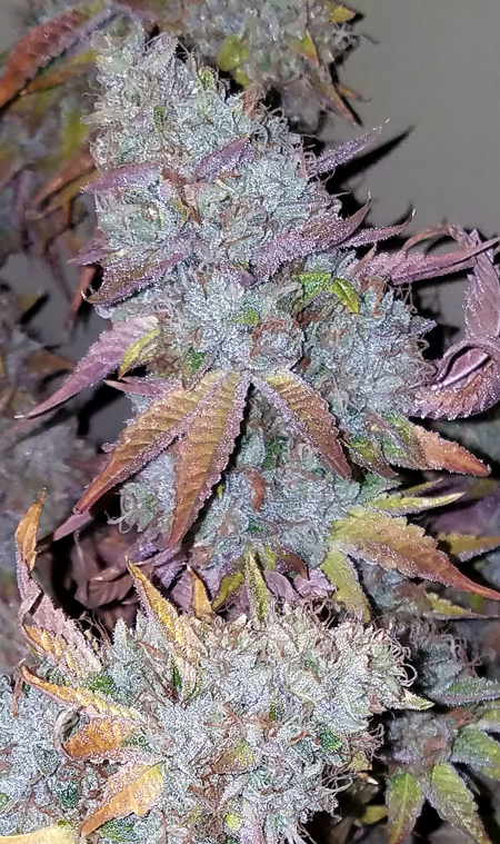 Huge OG marijuana bud by Ranja