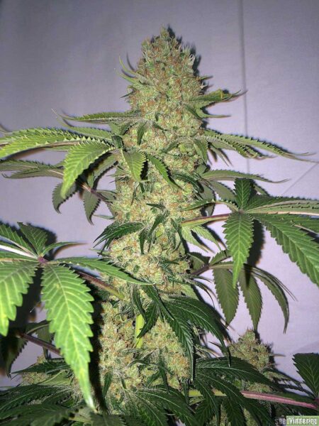 Huge Moby Dick cannabis bud (by Greenhouse Seed Co) ready to harvest!