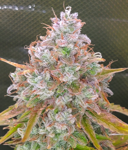 Lemon Auto bud - just before harvest