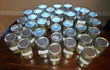 Lots of jars of weed ready to be burped - a wonderful bounty of cannabis after harvest