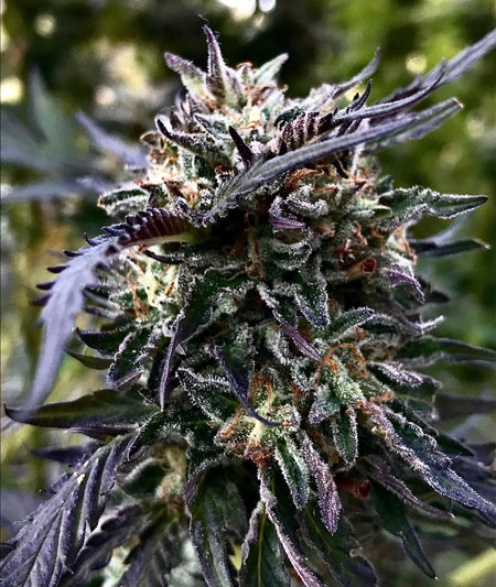 Loudmouth by Top Hat Genetics - Ready to harvest