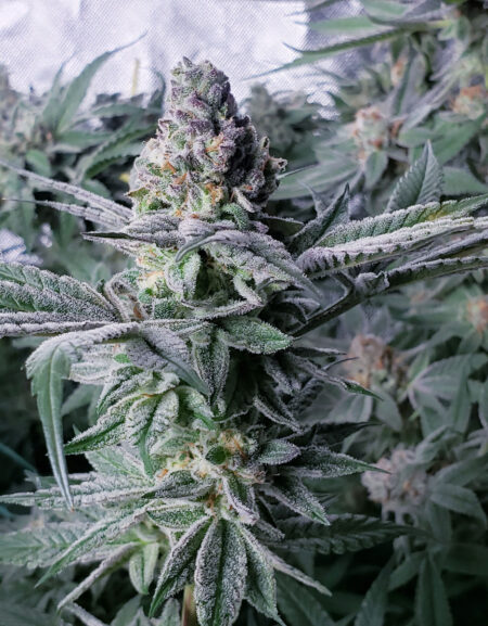 Mandarin Cookies main bud, sparkly and covered in trichomes, ready for harvest!