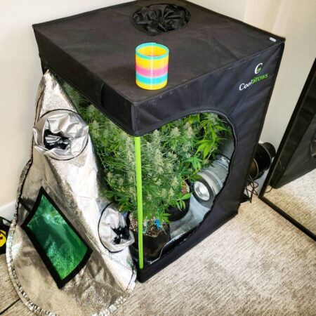 Plants growing in a mini tent