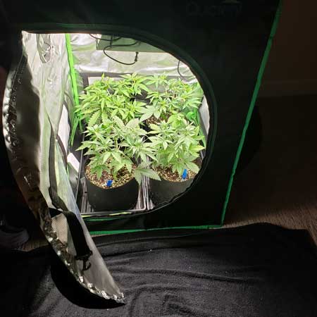 Mini Grow Tent with 4 autoflowering cannabis plants - they've filled up the whole space due to training plants to grow flat