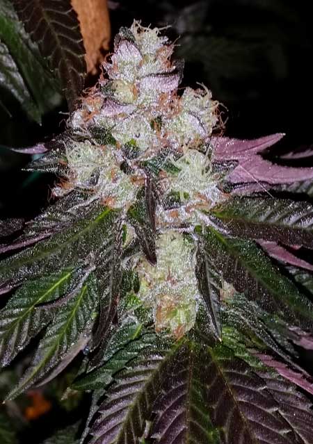 Mint Girl Scout Cookies bud - ready to harvest!