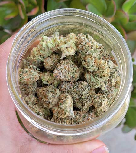 Wildberry Cannabis buds curing in jar - these dense nugs kept improving over the curing process