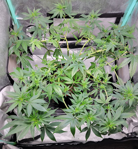 Flattened and trained cannabis plant in the vegetative stage - full plant coverage in the mini tent