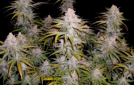 Peyote Critical by Barney's Farm - ready to harvest!