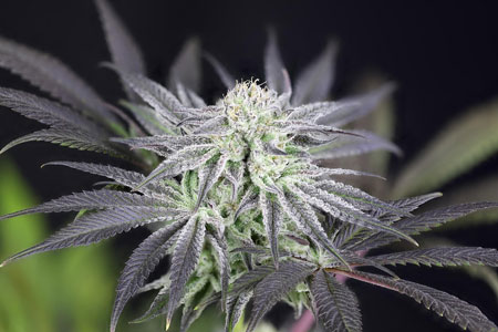 Peyote Gorilla by Seedsman - at the beginning of the harvest window