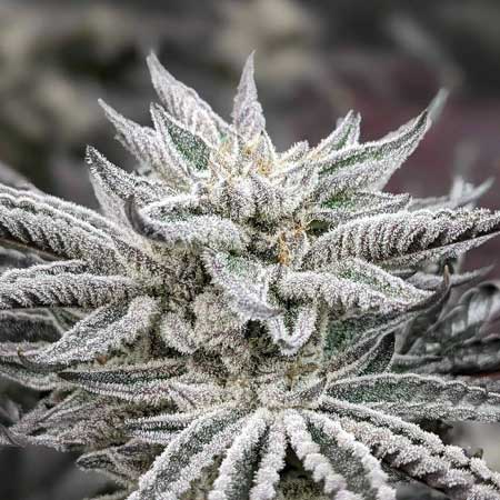 Peyote Wi-Fi by Seedsman - ready to harvest!