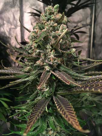 Pineapple Chunk by Barney's Farm - ready to harvest