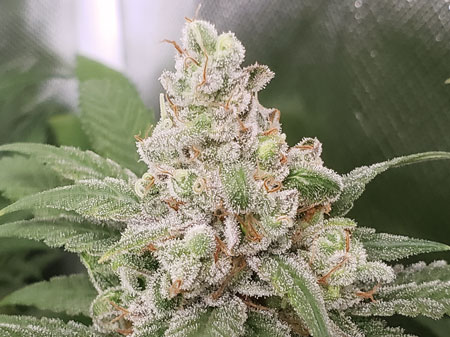 Pineapple Chunk by Barney Farms - ready to harvest!