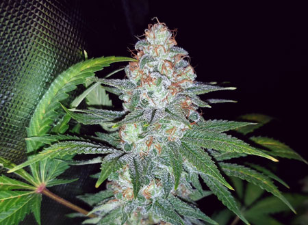 Pineapple Chunk by Barney's Farm - ready to harvest!