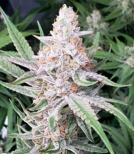Purple Critical Kush grown under LEDs - ready to harvest