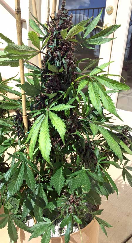 Purple Kush auto cannabis plant - ready to harvest, magnificent purple buds