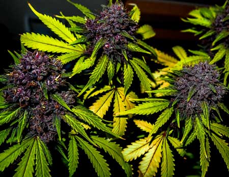 Purple Lemonade auto strain produces bright purple buds