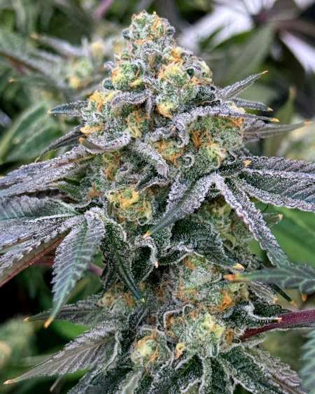 Purple Punch gorgeous cannabis cola by Northernscrogger. Ready to harvest!