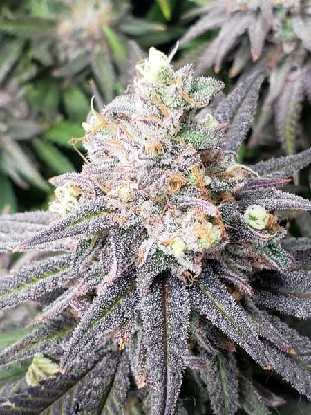 Purple tinges on this cannabis strain, with tons of trichomes