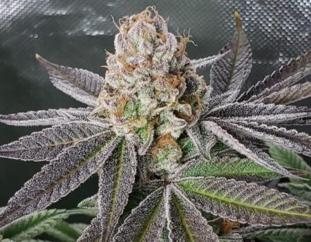 A sparkly Ocean Fruit bud not long from harvest day