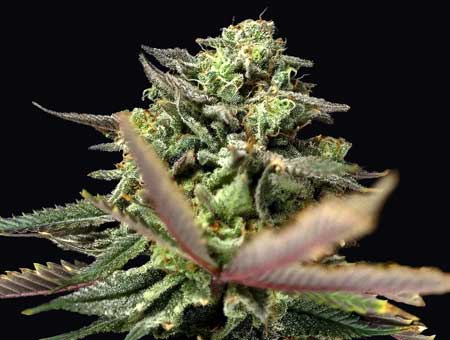 Sour Lime Haze strain by Dirty Bird Genetics - ready to harvest!