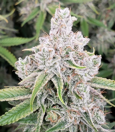 Zweet Inzanity bud just before harvest - a favorite strain!