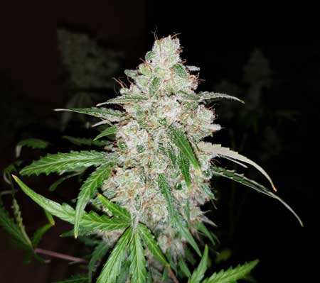 Black Jack Auto by Sweet Seeds - ready to harvest
