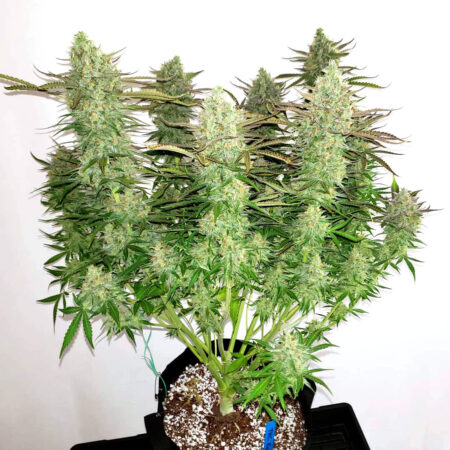 THC Bomb cannabis plant just before harvest, look at those big fat buds!