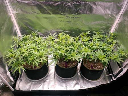 Vibrant healthy green marijuana plants, growing happily in coco coir