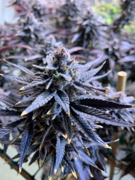 Wedding Cake bright purple cannabis grown by Max