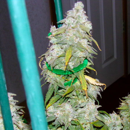 White Widow closeup - ready to harvest bud supported with pipe cleaners