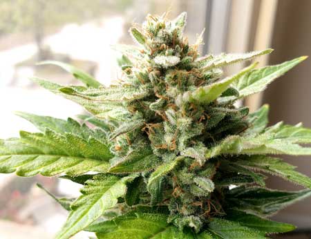 Zkittlez Auto by Seedsman - ready to harvest