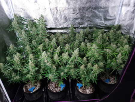 A big cannabis harvest - maximize yields with a flat, tabletop shape