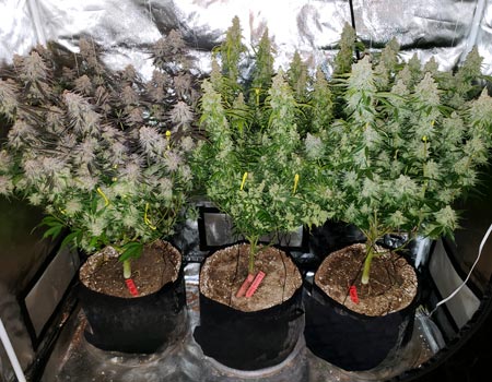 Three marijuana plants in coco coir - example of multiple cannabis strains grown together in one setup