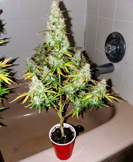 Insane solo cup plant grow by Pat