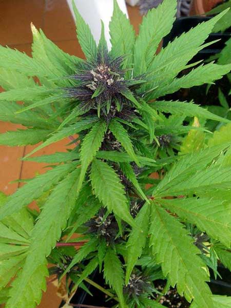 You need an auto-flowering strain, like this Bloody Skunk Auto, to achieve a harvest in summer.