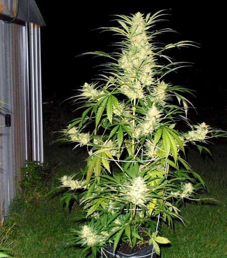 Auto White Widow plant (night shot) cannabis grown outdoors in a black pot
