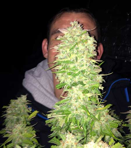 Blue Cheese Auto - fat autoflowering cannabis cola