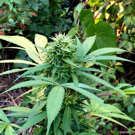 Big bud cola - autoflowering cannabis plant grown outdoors