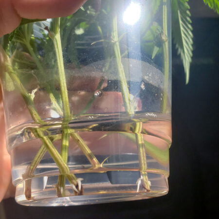 Cannabis clone root nubs - cloning in a cup of water