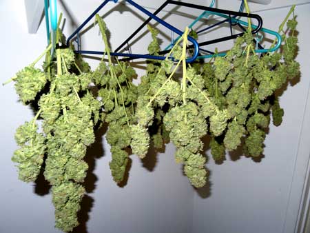 Buds hanging to dry in a closet