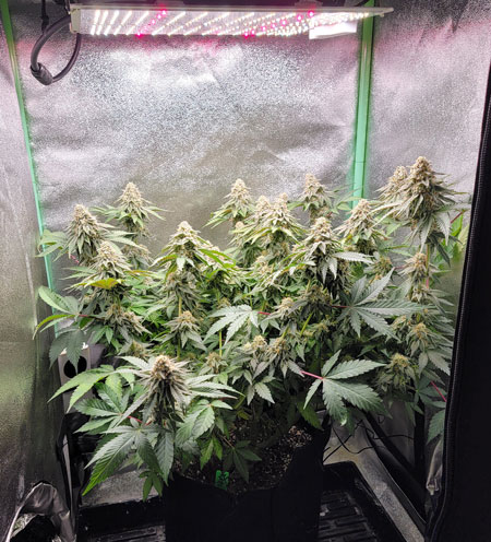A cannabis Runtz plant growing under a 100W Spider Farmer SF 1000 LED grow light