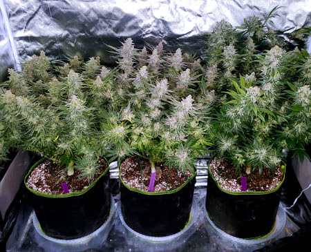 Coco grown cannabis plants that were defoliated according to this defoliation tutorial - just before harvest