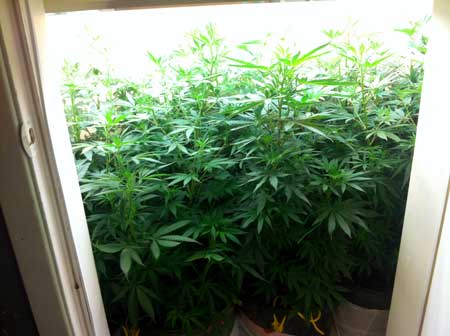 Crowded bushy vegetative cannabis plants in a closet