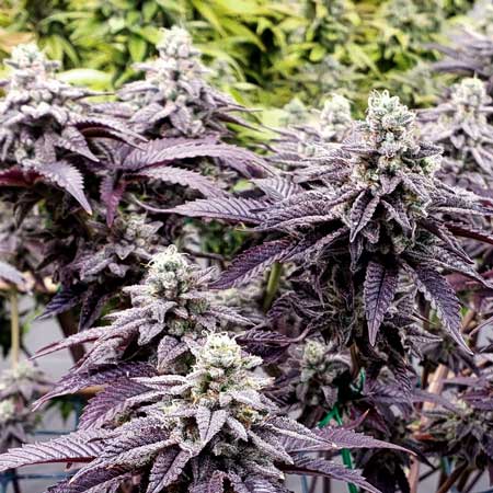 Dos Si Dos 33 by Barney's Farm - insane purple coloring at harvest - by home cannabis grower Max