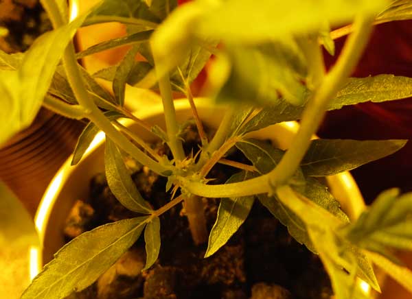 The dying buds on a re-vegged clones