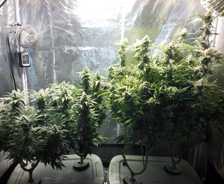 Short cannabis strains on left are ready to harvest already. Tall sativa cannabis strains on the right still have weeks left to go!